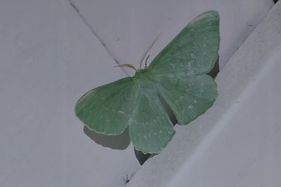 Butterflies and Moths Linköping Östergötland
