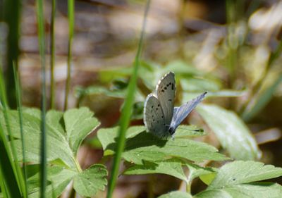 Tosteblåvinge (Celastrina argiolus)