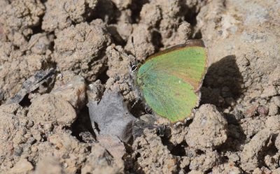 Grönsnabbvinge (Callophrys rubi)