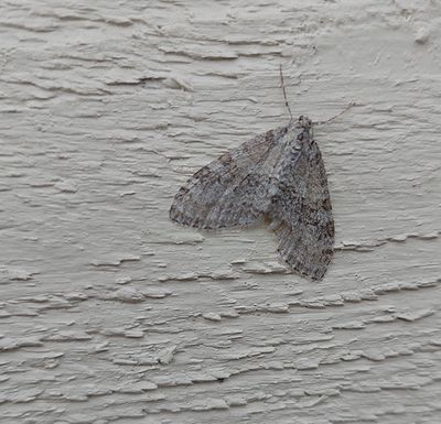 Asplobmätare (Trichopteryx carpinata) Linköping - skolgård