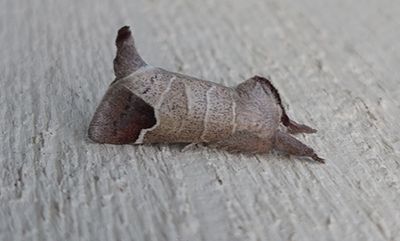 Rödgrå högstjärt (Clostera curtula) Linköping - skolgård