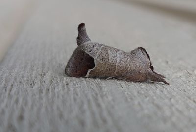 Rödgrå högstjärt (Clostera curtula) Linköping - skolgård