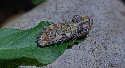 Tallfly (Panolis flammea)