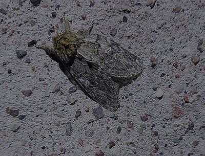 Ektandvinge (Peridea anceps)