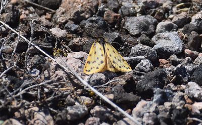 Mindre borstspinnare (Setina roscida) land - Sweden
