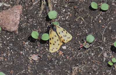 Mindre borstspinnare (Setina roscida) land - Sweden