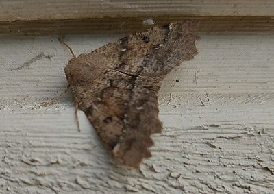 Moths in Sweden