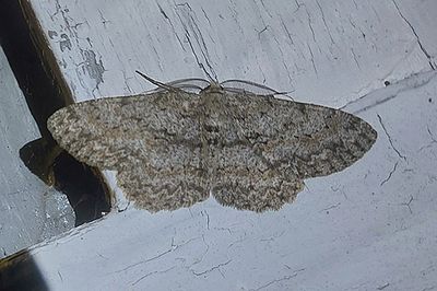 Ringad eklavmtare (Hypomecis punctinalis)