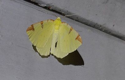 Citronmtare (Opisthograptis luteolata)