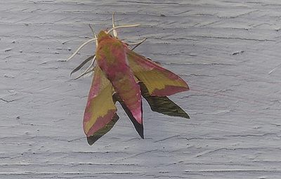 Mindre snabelsvrmare (Deilephila porcellus)