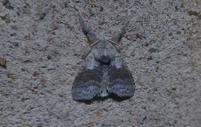 Bokspinnare (Calliteara pudibunda)