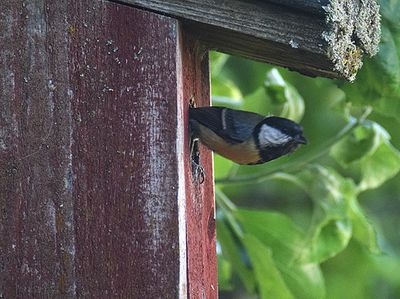 Talgoxe (Parus major)