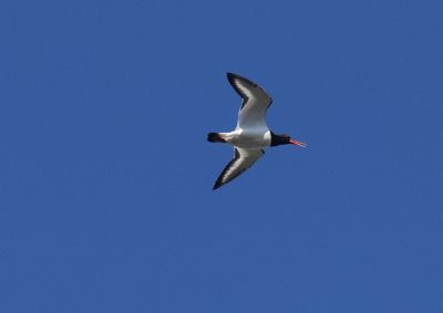 Garden Birding Linköping Östergötland
