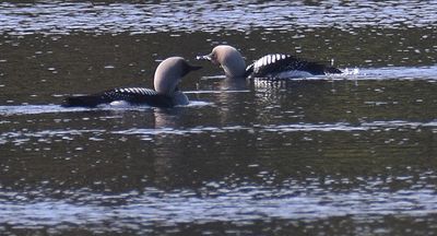 Waterbirds in Sweden