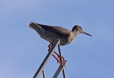 Garden birding Hagapark