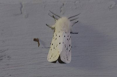 Prickig tigerspinnare (Spilosoma lubricipedum)