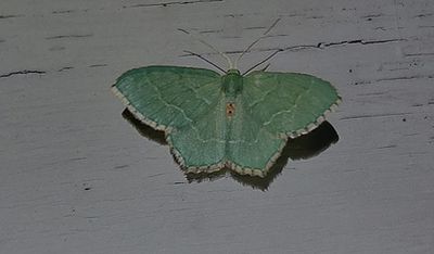 Brunflckig lundmtare (Hemithea aestivaria)
