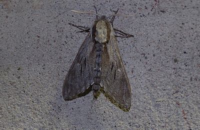 Tallsvärmare (Sphinx pinastri)