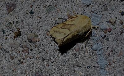 Ängsringspinnare (Malacosoma castrense)