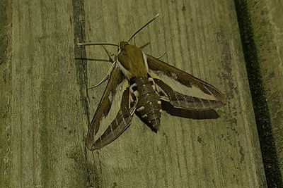 Brunsprötad skymningssvärmare (Hyles gallii)