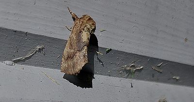 Ekflikvinge (Ptilodon capucina)