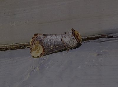 Oxhuvudspinnare (Phalera bucephala)