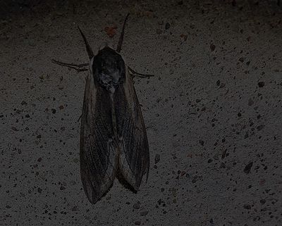 Ligustersvärmare (Sphinx ligustri)