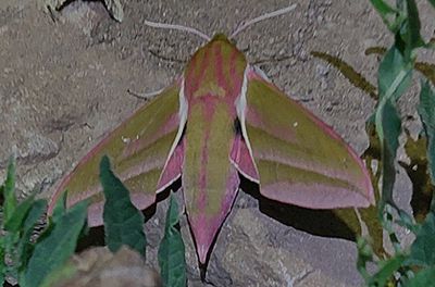 Större snabelsvärmare (Deilephila elpenor)