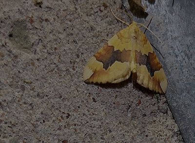 Citrongul fältmätare (Cidaria fulvata)
