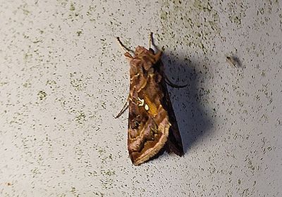 Purpurmetallfly (Autographa pulchrina)