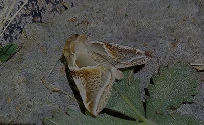 Bandad hallonspinnare (Habrosyne pyritoides)