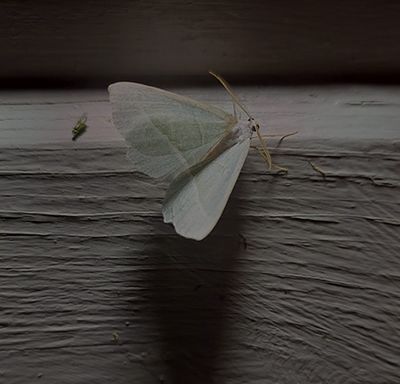 Blekgrön mätare (Campaea margaritaria)