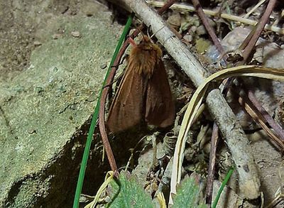 Rostvinge (Phragmatobia fuliginosa)