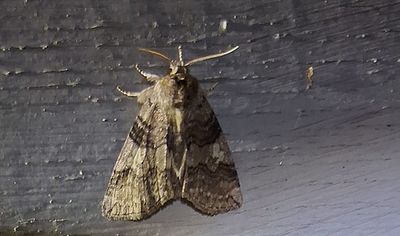 Poppelblekmaskspinnare ( Tethea or )