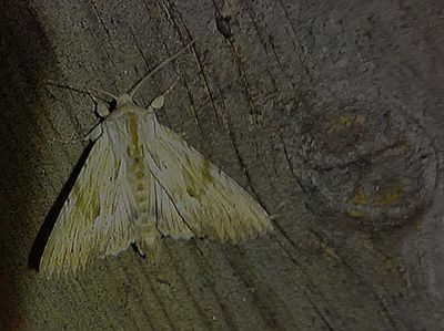Benfärgatfly ängsfly (Apamea lithoxylaea)
