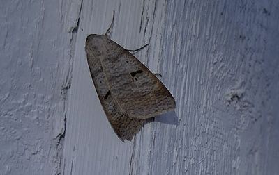 Helfläckat vickerfly (Lygephila pastinum)