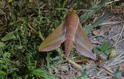Större snabelsvärmare (Deilephila elpenor)