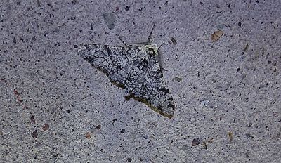Björkmätare (Biston betularia)