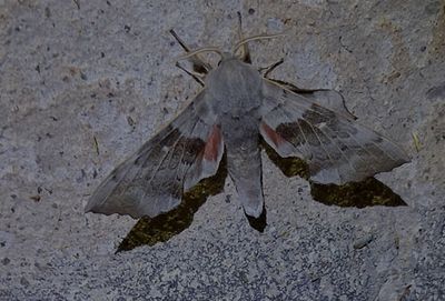 Poppelsvärmare (Laothoe populi)