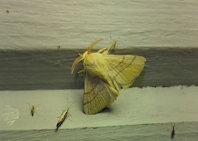 Buskringspinnare (Malacosoma neustrium)
