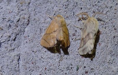 Strre snigelspinnare  (Apoda limacodes) and ngsringspinnare (Malacosoma castrense)