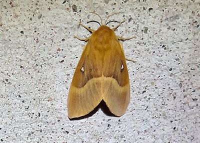 Ekspinnare (Lasiocampa quercus)