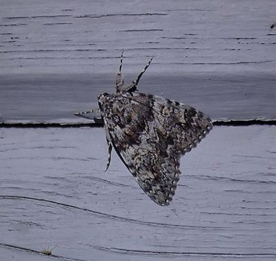 Vgbandat ordensfly (Catocala sponsa)