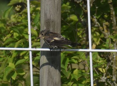 Garden birding Hagapark