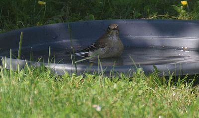 Svartvit flugsnappare (Ficedula hypoleuca)