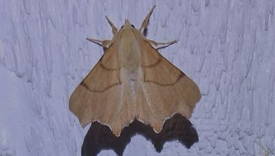 Ekflikmtare (Ennomos erosaria)