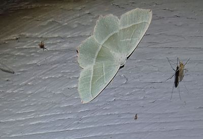 Blekgrön mätare (Campaea margaritaria)