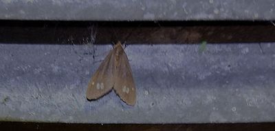Moths in Sweden