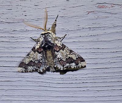 Brunaktig vintermtare (Biston strataria)