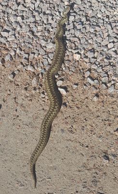 Huggorm (Vipera berus)
